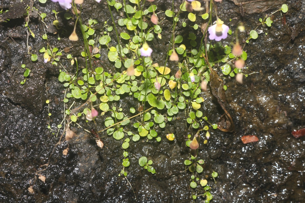 Utricularia striatula Sm.